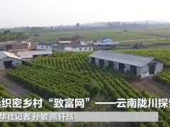 蚕桑织密乡村“致富网”——云南陇川探索蚕桑产业发展新模式
