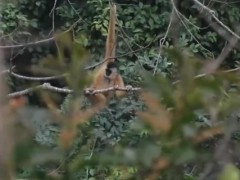 在中越边境森林秘境 寻觅东黑冠长臂猿的踪迹