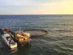 广西首个国家级海洋牧场成功实现金鲳鱼海上自然越冬
