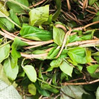 现采野生鸡屎藤 鸡矢藤 臭藤 皆治藤 药材消食化积新鲜藤500克1件